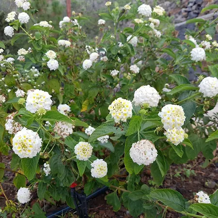 Aldani Prázdninový dům *